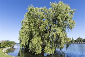 Weeping willow (Salix babylonica) in Schweriner See