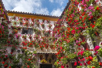 Many red geraniums in flower pots in the courtyard on a house wall