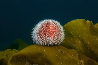 European edible sea urchin (Echinus esculentus) sits on the Laminaria (Laminaria)