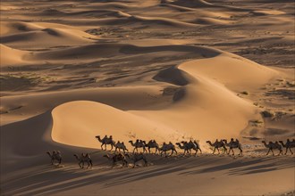 Flock of camels (Camelidae) walking through the vastness of sand dunes