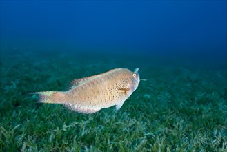 Viridescent Parrotfish (Calotomus viridescens) carries a blade of grass