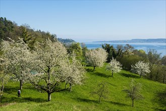 Flowering fruit trees on orchard meadow