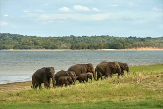 Herd Sri Lankan elephants (Elephas maximus maximus) grazing on Lake Minneriya