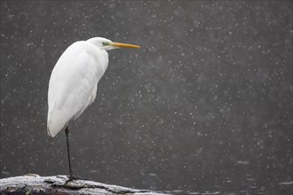 Great egret (Ardea alba) stands on deadwood at the water