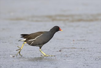 Common moorhen (Gallinula chloropus) runs over ice rink