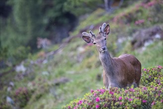 Red deer (Cervus elaphus)