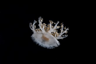 Upside-down jellyfish (Cassiopea andromeda) in the night