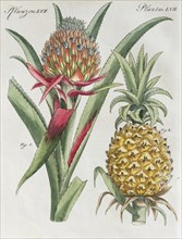 Pineapple (pineapple comosus)