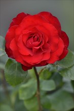 Hybrid tea rose Grande Amore (Rosa)