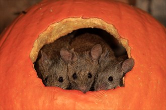 Three House mice (Mus musculus)