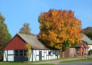 Tree with autumn leaf at an old farmhouse