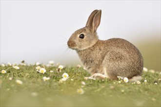 Young wild rabbit (Oryctolagus cuniculus) sitting in a meadow