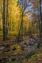 River Ilse flows through autumn forest