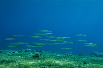 School of Yellow-tail Barracudas (Sphyraena flavicauda) swim over sea grass
