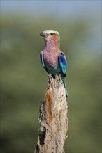 Lilac-breasted roller (Coracias caudatus) sits on deadwood