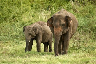 Sri Lankan elephants (Elephas maximus maximus) grazing