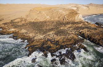 Cape Fur Seal (Arctocephalus pusillus) colony at the coast of the Namib Desert