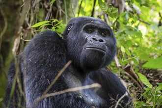 Mountain gorilla (Gorilla beringei beringei) sits under a tree