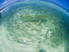 Fish swarm with sardines and hunting Blacktip reef shark (Carcharhinus melanopterus) in shallow water near the shore