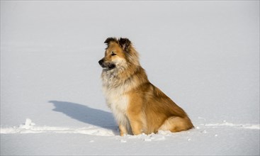 Islanddog (Canis lupus familiaris) sits in the snow