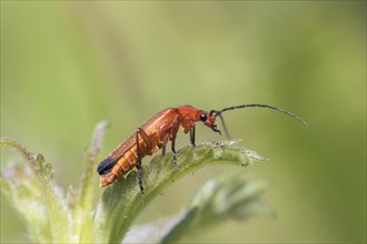 Common red soldier beetle (Rhagonycha fulva)