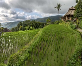 Rice terraces at Munduk