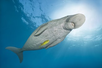 Dugong (Dugong dugon) with Golden Trevally (Gnathanodon speciosus) under water surface