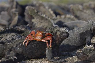Red rock crab (Grapsus grapsus) foraging on a Marine iguana (Amblyrhynchus cristatus)