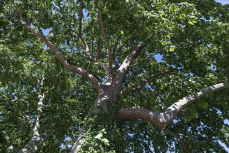 Maple-leaved plane tree (Platanus x hispanica)