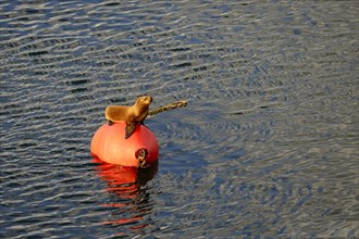 South American sea lion (Otaria flavescens) sits on red buoy in port