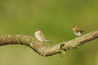 Red-browed finch (Neochmia temporalis) on a branch