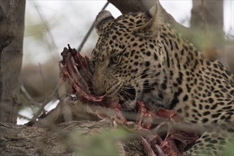 Leopard (Panthera pardus) eats prey in the tree