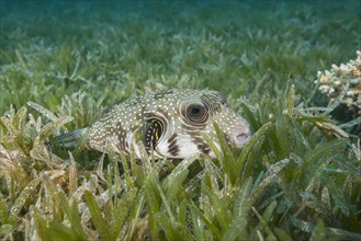 White-spotted puffer (Arothron hispidus) lies on the sea grass