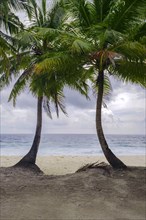 Two palm trees on deserted tropical beach