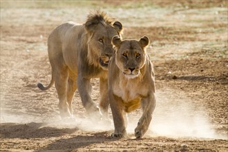 Lion (Panthera leo) drives female during mating