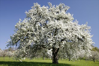 Old pear tree on a meadow orchard