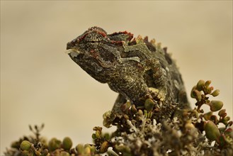Namaqua Chameleon (Chamaeleo namaquensis)