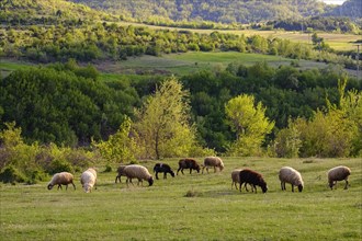 Flock of sheep near Erseka