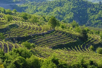 Vineyards near Leskovik
