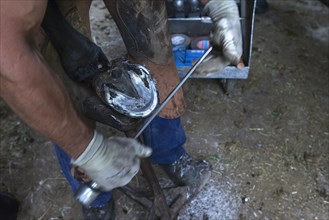 Farrier fences horse hoof smooth