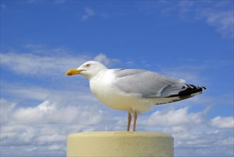 European herring gull (Larus argentatus)