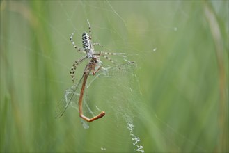 Wasp spider (Argiope bruennichi) with small red damselfly (Ceriagrion tenellum) as prey in spider web