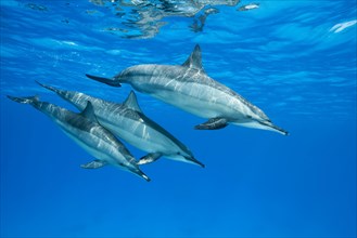 Spinner Dolphins (Stenella longirostris)