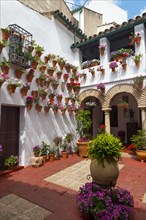 Many flowers in flowerpots in the courtyard on a house wall