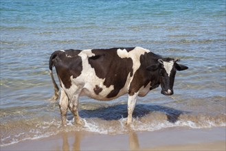 Cow stands in the sea at the beach