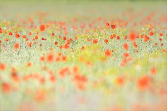 Sand poppy (Papaver argemone)