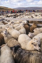Counting and sorting of Islandic sheep
