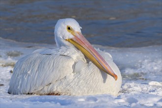 American white pelican (Pelecanus erythrorhynchos) on snow near the freezing lake