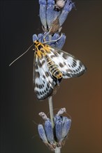 Abraxas grossulariata (Abraxas grossulariata) on lavender blossom