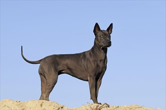 Thai Ridgeback